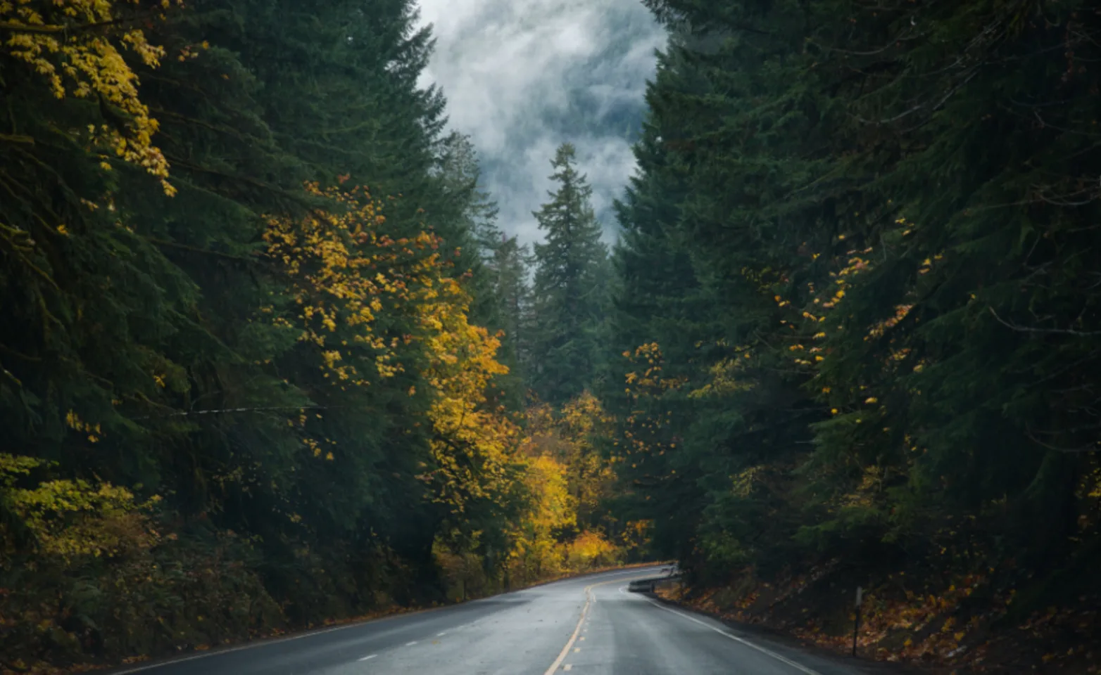 Forest Road Landscape